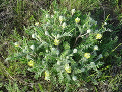 Astragalus dasyanthus