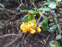 Berberis darwinii