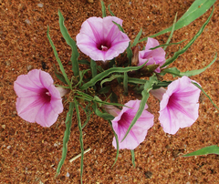 Ipomoea bolusiana