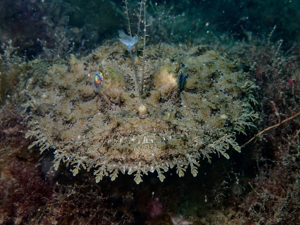 Blackfin Goosefish