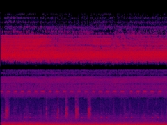 Rallina eurizonoides