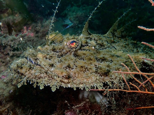 Lophius piscatorius Linnaeus, 1758