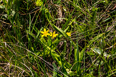Hypoxis angustifolia