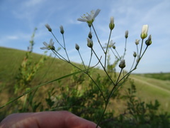 Eremogone procera