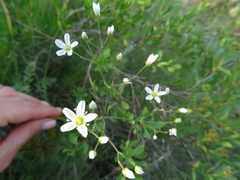 Eremogone procera