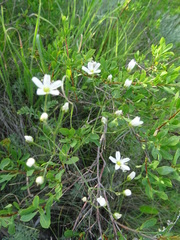 Eremogone procera