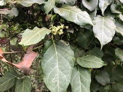 Parsonsia leichhardtii