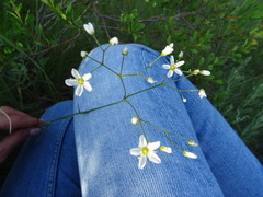 Eremogone procera