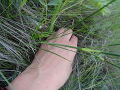 Eremogone procera
