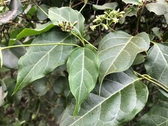 Parsonsia leichhardtii