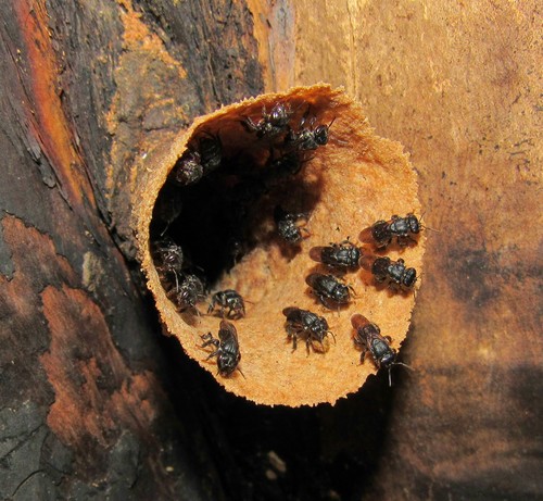 Scaptotrigona polysticta