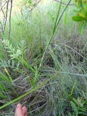 Eremogone procera