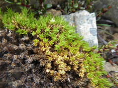 Colobanthus lycopodioides