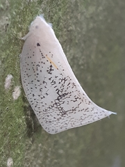 Lawana conspersa