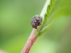 Rhinoncus bruchoides