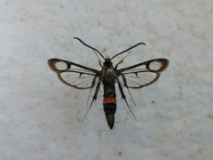 Synanthedon stomoxiformis