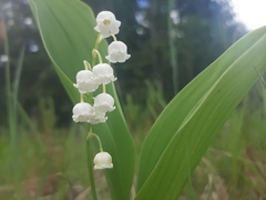 Convallaria majalis
