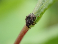 Rhinoncus bruchoides