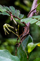 Cryptolepis capensis