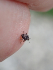 Rhinoncus bruchoides