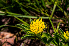 Leobordea corymbosa