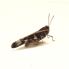 Oedaleus infernalis