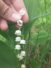 Convallaria majalis