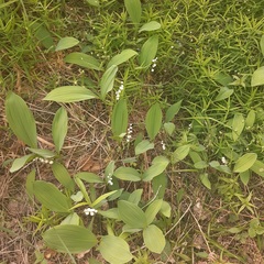 Convallaria majalis