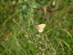 Coenonympha leander