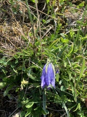 Campanula tridentata