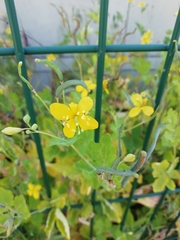 Chelidonium majus
