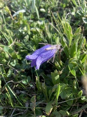Campanula tridentata
