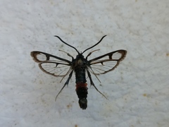 Synanthedon stomoxiformis