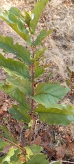 Combretum elaeagnoides