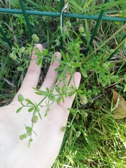 Galium aparine