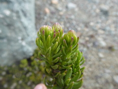 Senecio bipontinii
