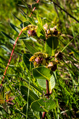 Pachycarpus natalensis