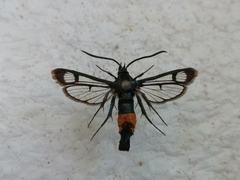 Synanthedon stomoxiformis