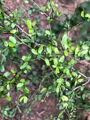 Everistia vacciniifolia nervosa