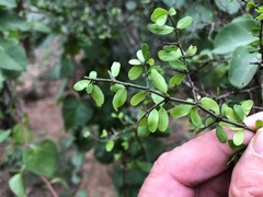 Everistia vacciniifolia nervosa