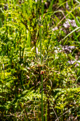 Pelargonium schlechteri
