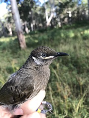 Bolemoreus hindwoodi