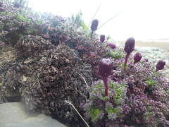 Senecio subdiscoideus