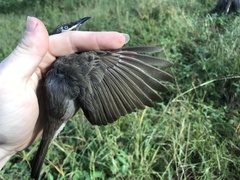 Bolemoreus hindwoodi