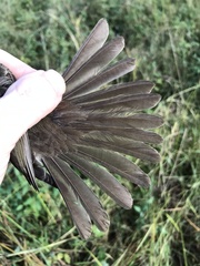 Bolemoreus hindwoodi