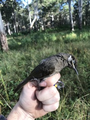 Bolemoreus hindwoodi