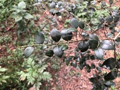 Psydrax odorata buxifolia