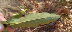 Combretum elaeagnoides