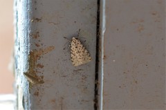 Alpenus maculosa