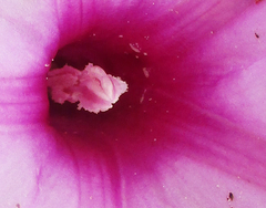Ipomoea bolusiana